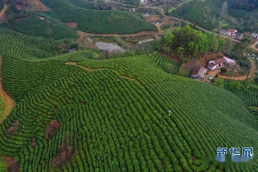 河南信阳出现两例超常规病例,河南信阳感染-第2张图片