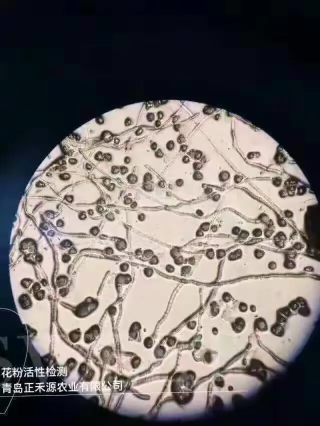 一键必胜“玉山打炸到底有没有挂”开挂(透视)辅助教程-第2张图片