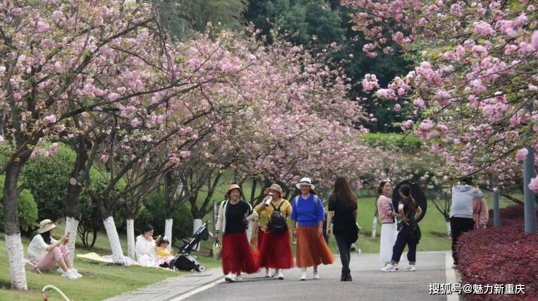 3分钟学会“樱花之盛真的有挂吗”详细分享装挂步骤-第3张图片