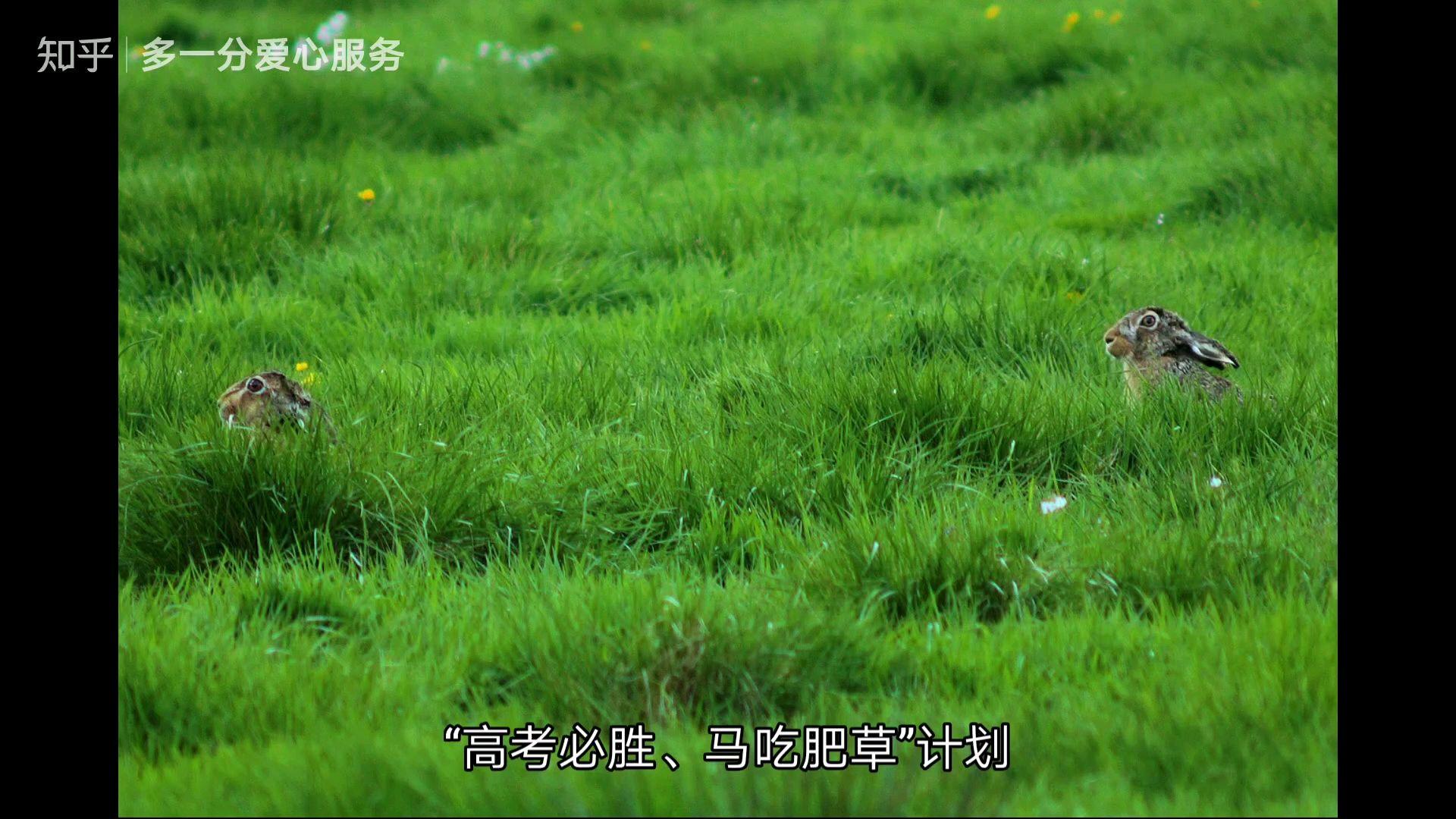 一键必胜“肥肥信阳黑七有挂卖么”详细辅助软件教程-第1张图片