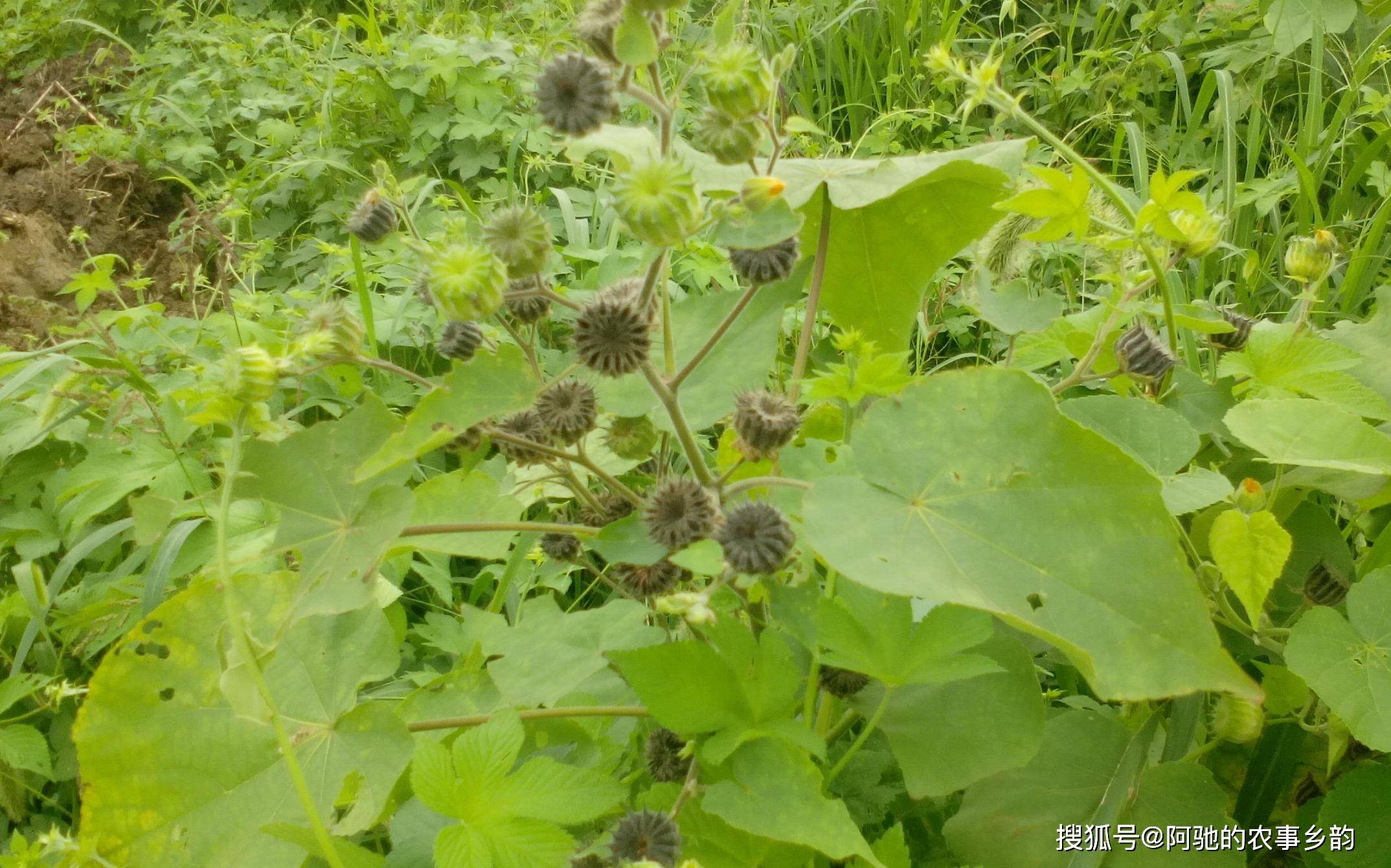 真实辅助“四川麻将小程序必赢神器”的确是有挂-第1张图片