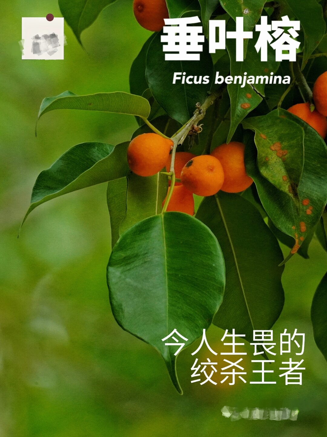 玩家必搜“榕城510k辅助挂下载”(透视)开挂辅助脚本+详细开挂安装教程-第2张图片